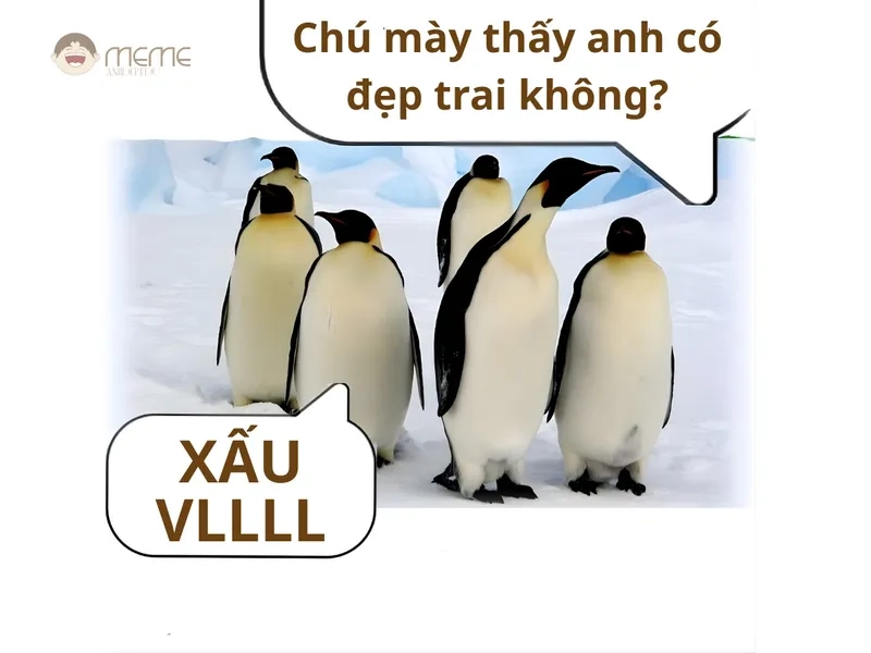 Meme chim cánh cụt bựa đang gây bão cộng đồng