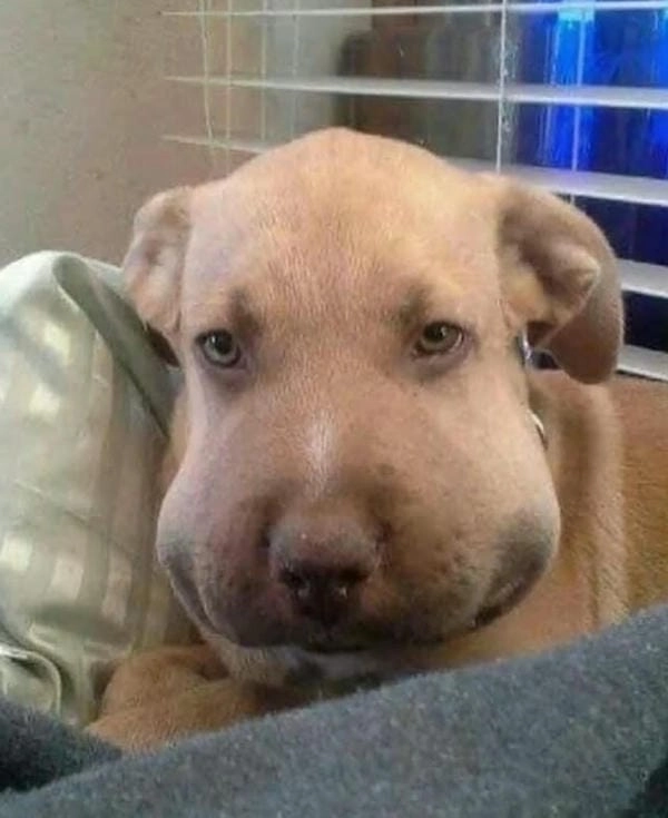 Hình ảnh meme chó bị ong đốt phong cách bá đạo