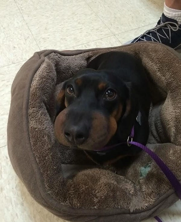 Hình meme chó bị ong đốt tạo tình huống vui nhộn