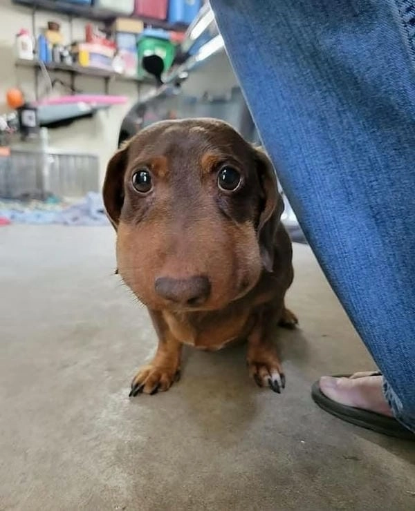 Meme chó bị ong đốt hài hước khiến ai cũng cười