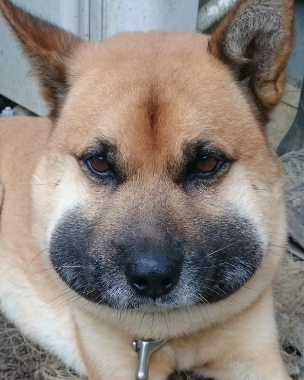 Meme chó bị ong đốt vui nhộn mang vibe tinh nghịch