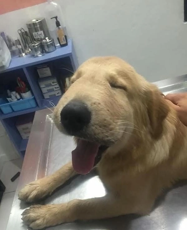 Meme chó bị ong đốt bựa cực chất và độc lạ