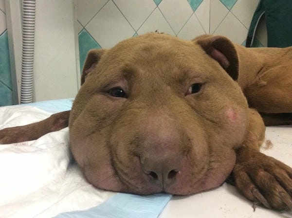 Meme chó bị ong đốt lầy nhìn là muốn cười luôn