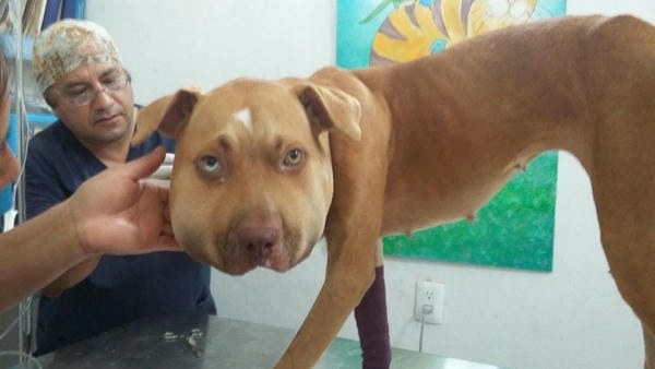 Meme chó bị ong đốt mới nhất đang lan truyền