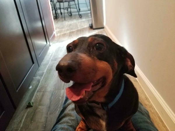 Meme chó bị ong đốt độc lạ thu hút ánh nhìn