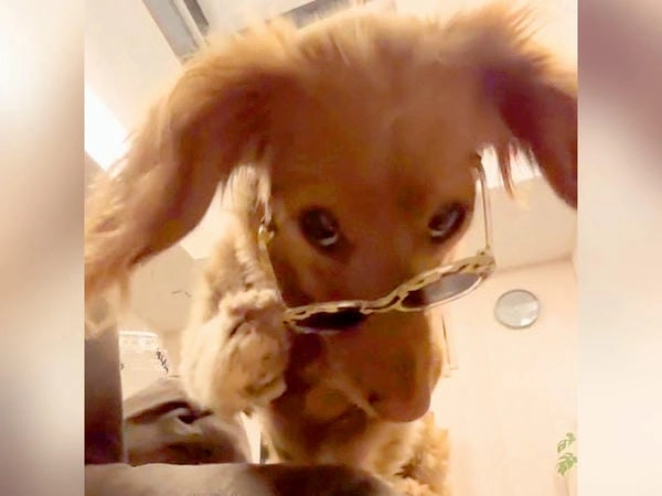 Meme chó bị ong đốt sưng mặt nhìn cực hài