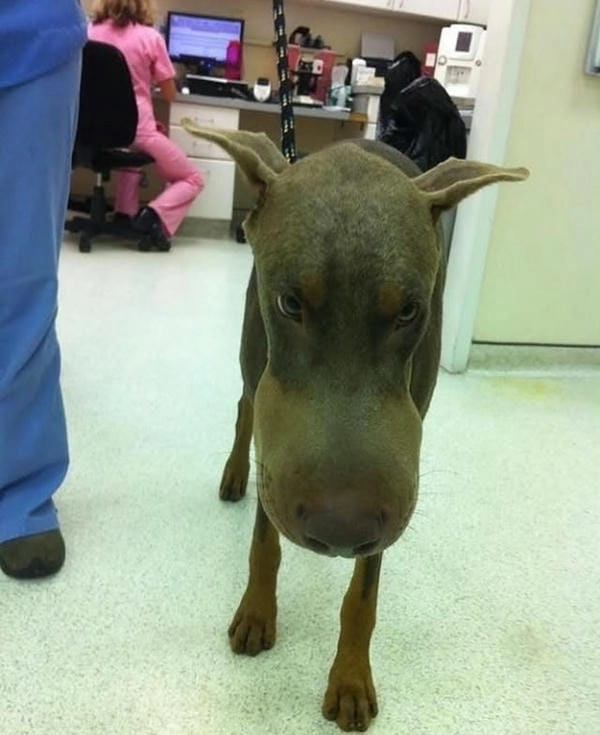 Meme chó bị ong đốt giải trí mang cảm giác vui