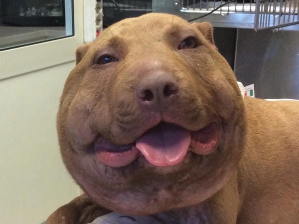 Meme chó bị ong đốt poster nổi bật phong cách