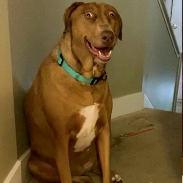 Ảnh meme chó bối rối ghi lại khoảnh khắc ngơ ngác