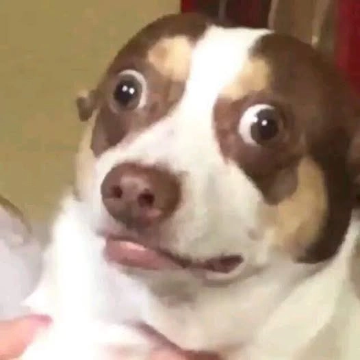 Hình ảnh meme chó bối rối mang vibe khó tả
