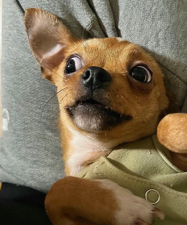 Meme chó bối rối hài hước tạo tiếng cười bất ngờ