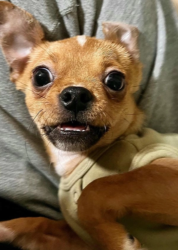 Meme chó bối rối vui nhộn nhìn là bật cười ngay