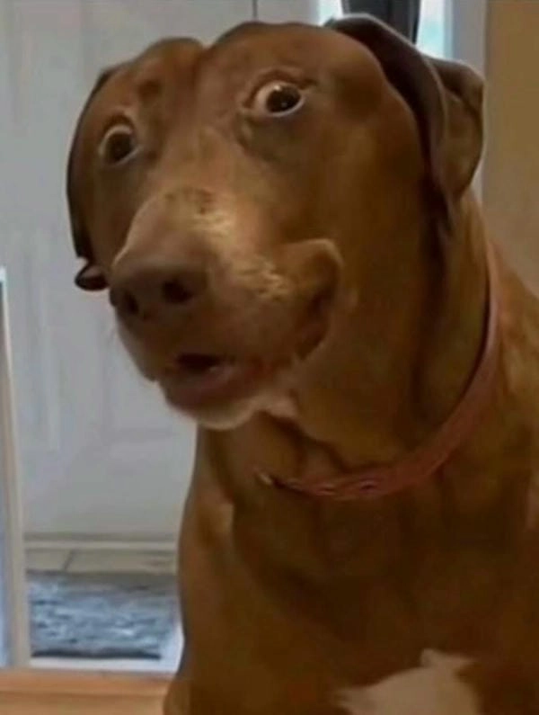 Meme chó bối rối bựa nhưng duyên dáng khó hiểu