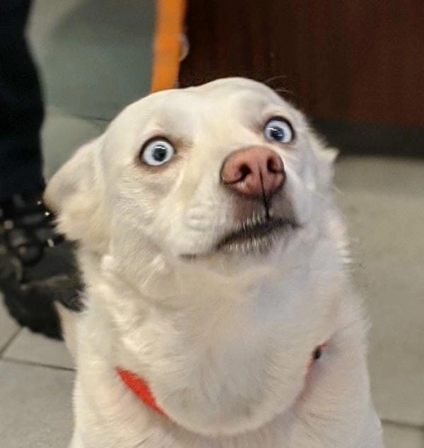 Meme chó bối rối hài mang đến tiếng cười thoải mái