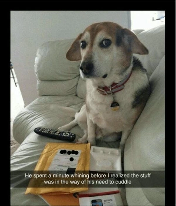 Meme chó bối rối ghép tạo tình huống cực thú vị