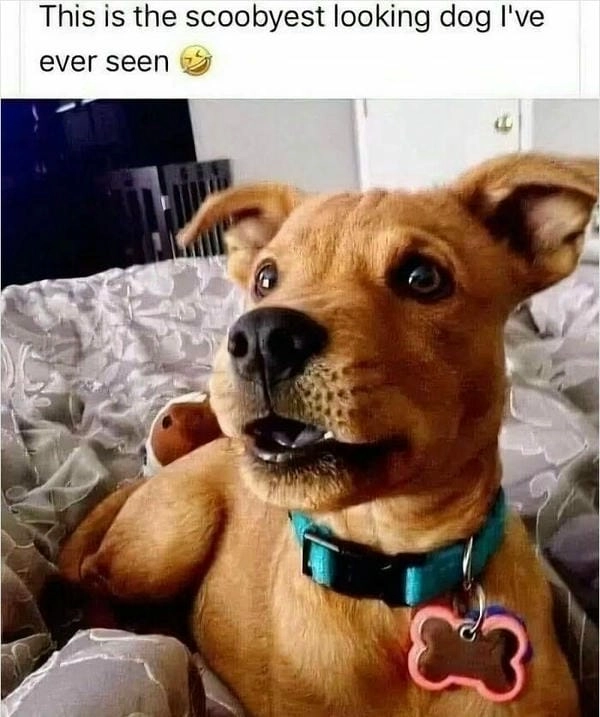 Meme chó bối rối avatar phù hợp mọi mood rối rắm