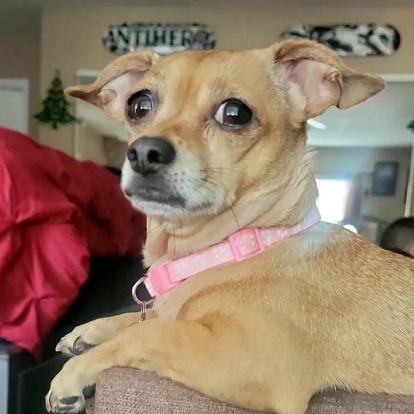 Meme chó bối rối poster nổi bật cùng vibe lúng túng