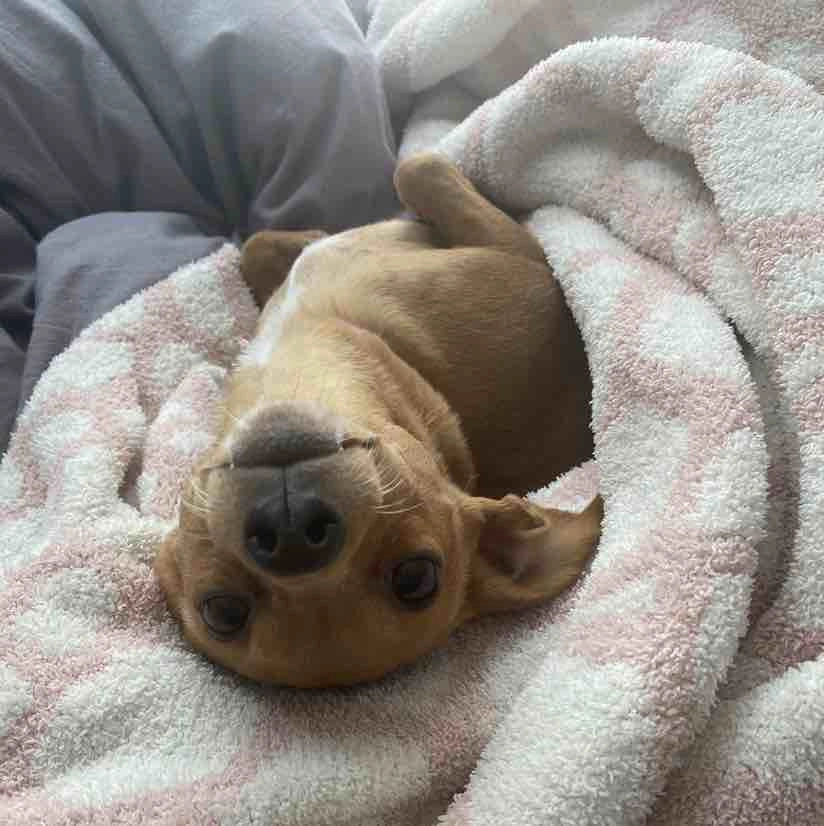 Meme chó bối rối bá đạo với khoảnh khắc khó quên