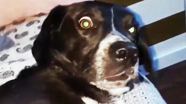 Meme chó bối rối độc lạ đậm chất gây cười