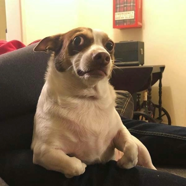 Meme chó bối rối mới nhất đang được chia sẻ rộng