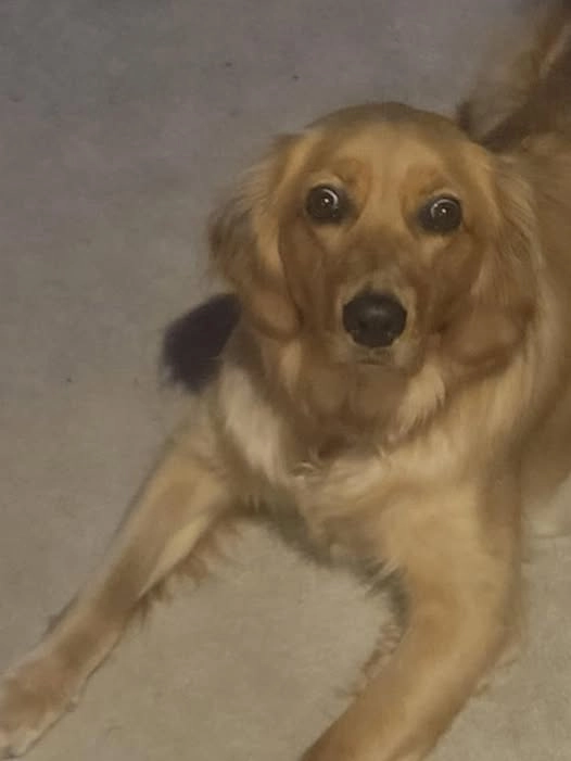 Meme chó bối rối giải trí giúp tinh thần nhẹ nhõm