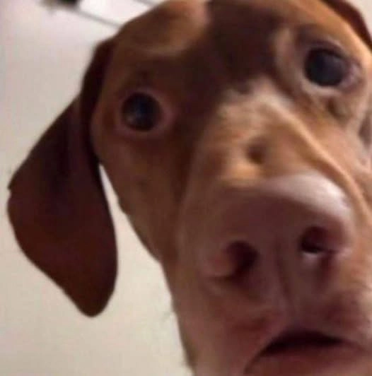 Meme chó bối rối gốc giữ nét ngơ tự nhiên nhất