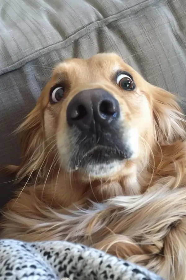 Meme chó bối rối lầy với biểu cảm xoắn não