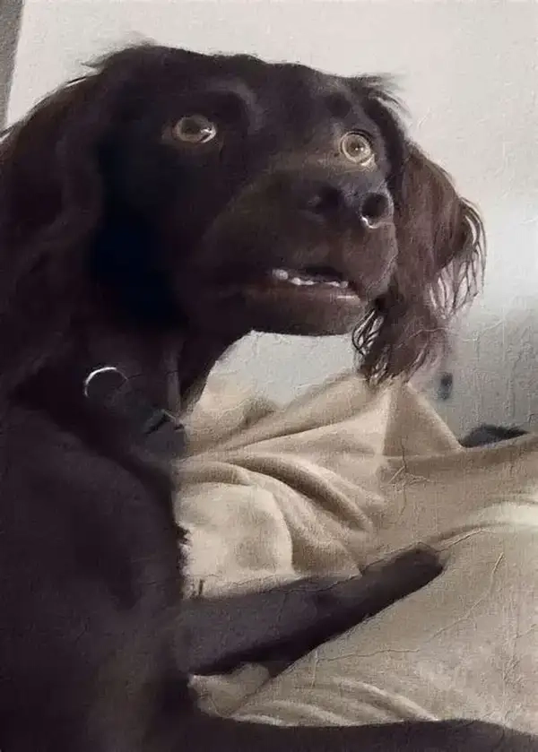 Meme chó bối rối chế khiến tình huống thêm hài