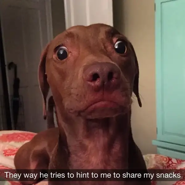 Meme chó bối rối troll tạo chất cà khịa mặn mòi