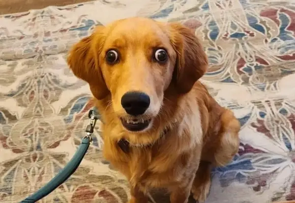 Meme chó bối rối anime mang nét vẽ siêu đáng yêu