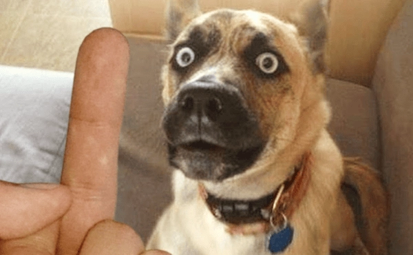 Meme chó bối rối với biểu cảm lúng túng đầy vui nhộn