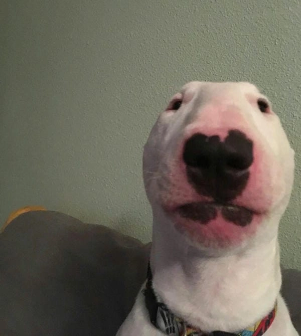 Hình ảnh meme chó bựa đầy biểu cảm gây cười