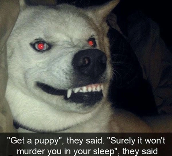 Hình meme chó bựa thể hiện độ lầy khó tin