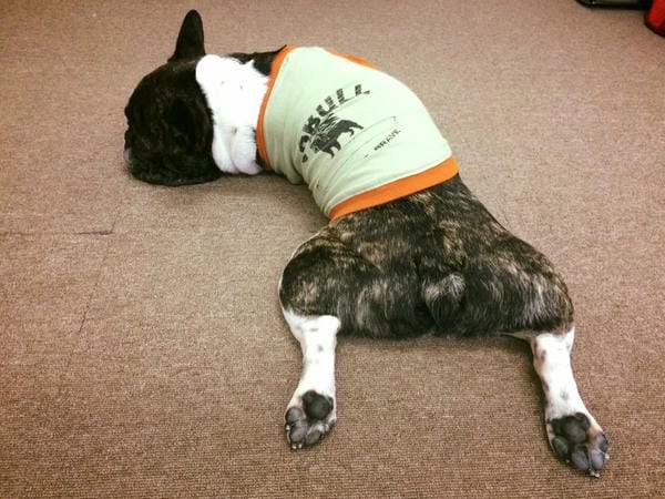 Meme chó bựa hài hước với biểu cảm khó nhịn cười