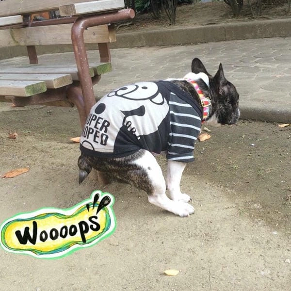 Meme chó bựa vui nhộn mang năng lượng giải trí