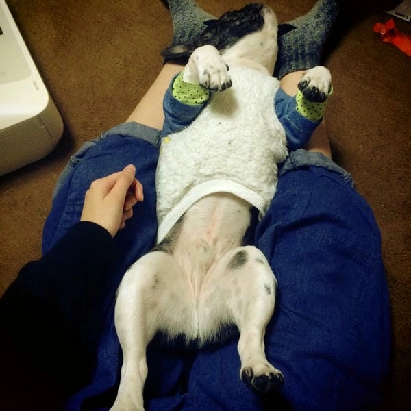 Meme chó bựa lầy đúng chất hài bựa không phanh