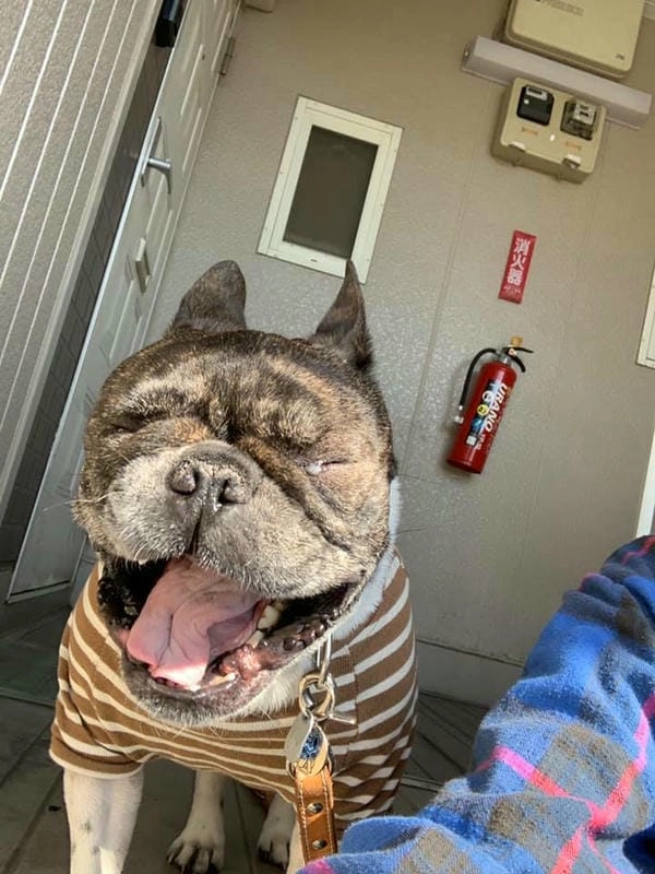 Meme chó bựa chế đem lại tiếng cười bất ngờ