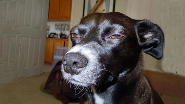 Meme chó bựa bá đạo với thần thái không giống ai