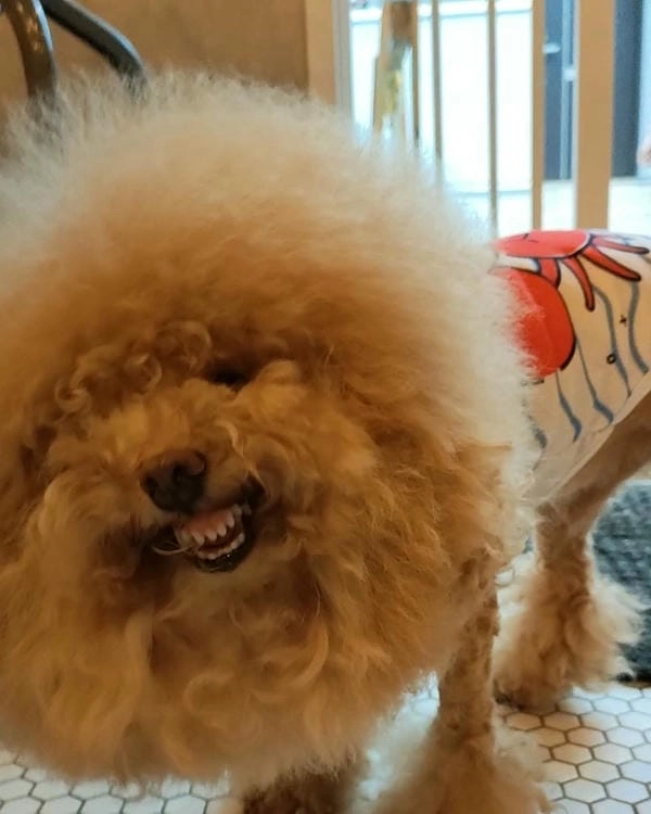 Meme chó bựa mới nhất với màn biểu cảm chất