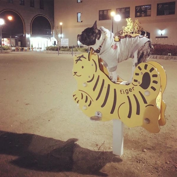 Meme chó bựa giải trí giúp xả stress cực nhanh