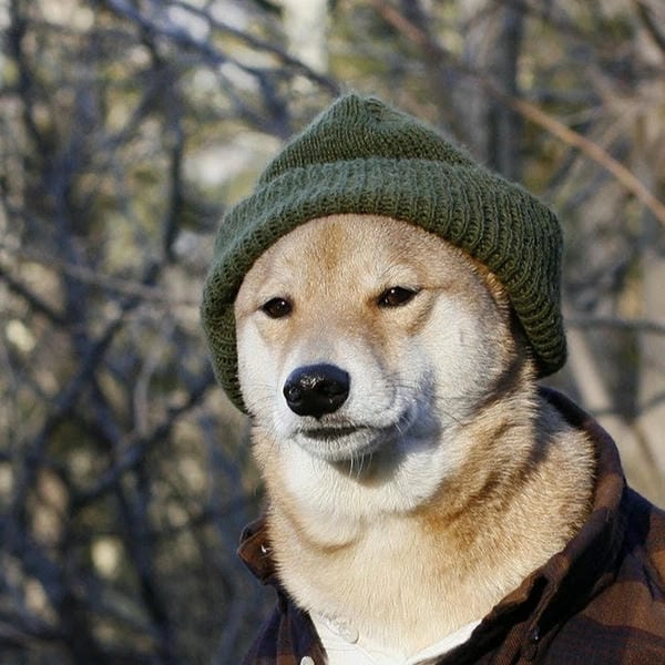 Meme chó bựa gốc mang nét hài nguyên bản