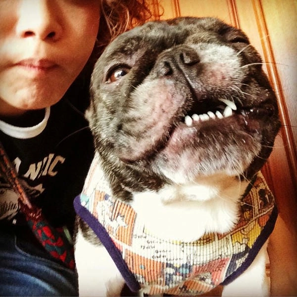 Meme chó bựa avatar siêu lầy để dùng mọi nơi