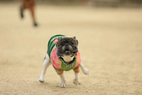 Meme chó bựa hài tạo chuỗi phản ứng cười không dứt