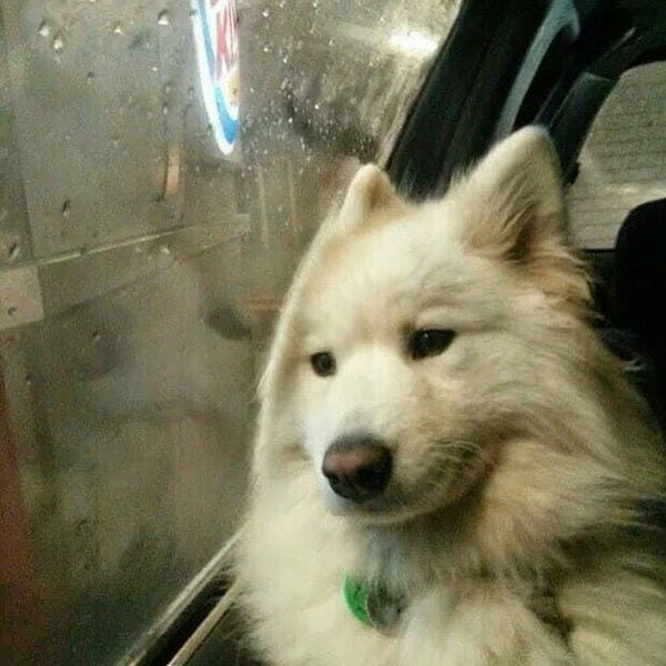 Meme chó bựa ghép mang phong cách lầy độc đáo