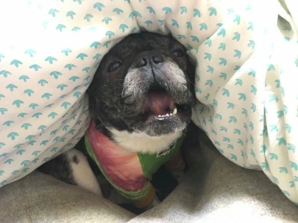 Meme chó bựa hot được chia sẻ liên tục gần đây