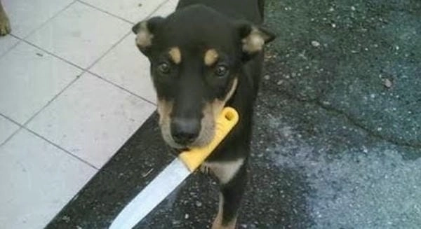 Meme chó cầm dao hài hước khiến ai cũng cười