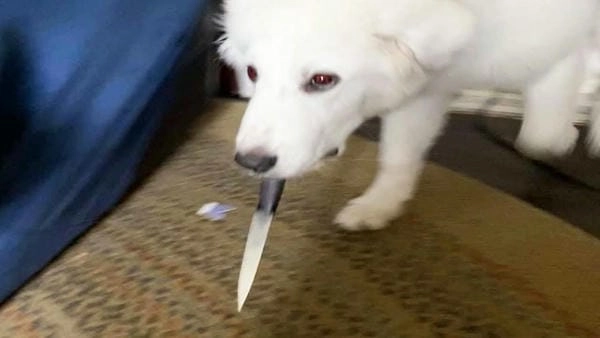 Meme chó cầm dao mới nhất đang lan truyền