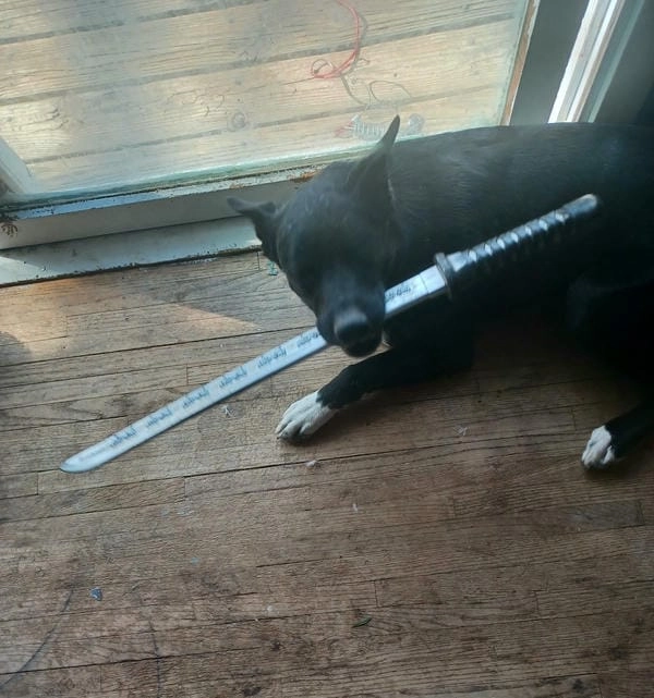 Meme chó cầm dao gốc giữ nguyên thần thái chuẩn