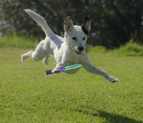 Meme chó cầm dao hot thu hút mọi ánh nhìn