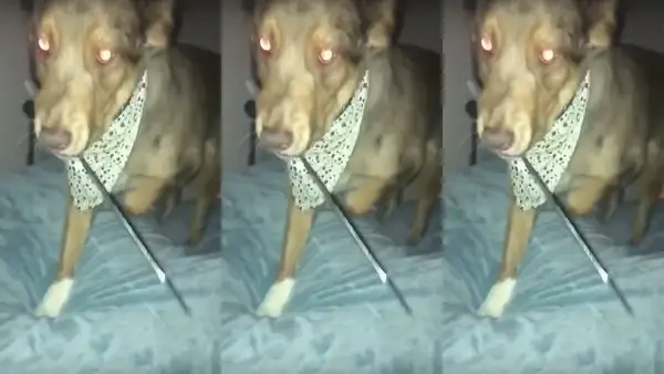 Meme chó cầm dao chế theo kiểu độc lạ